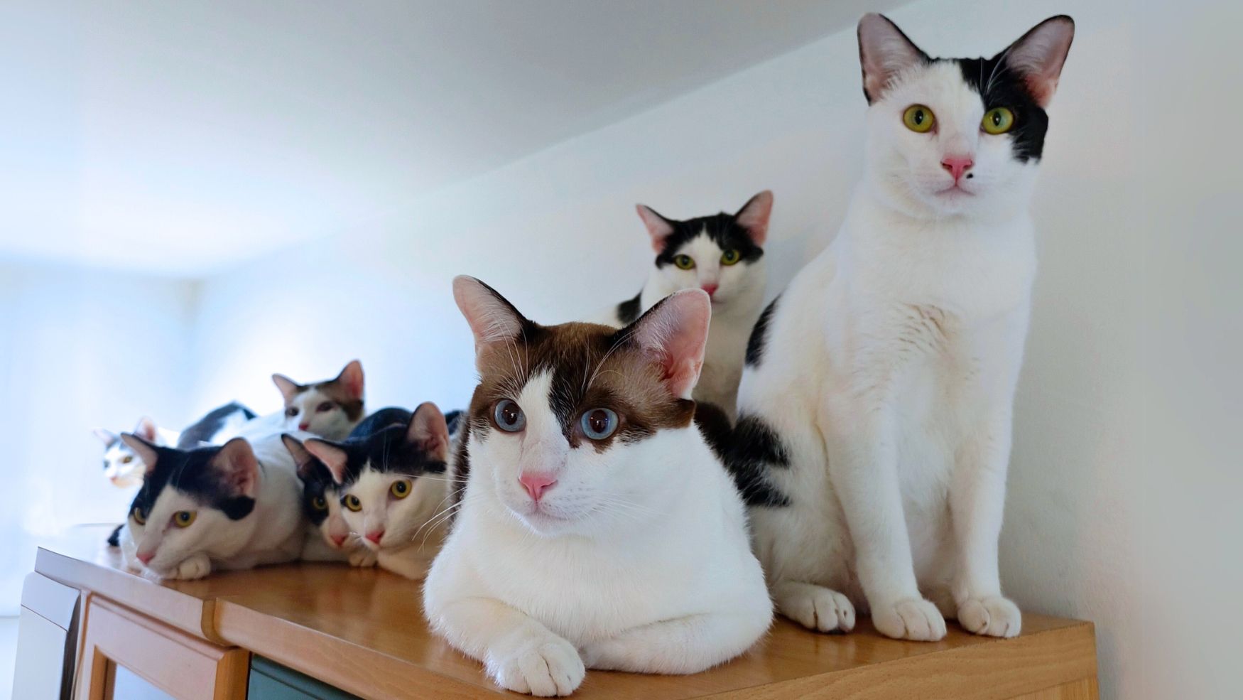 รูปภาพแบนเนอร์ที่แสดง