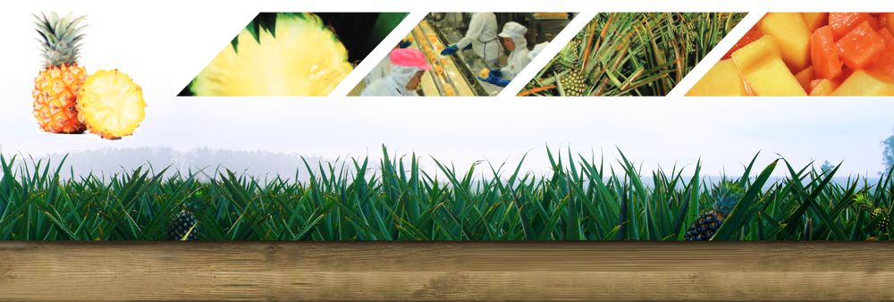 SIAMFOOD  (2513) CO., LTD.'s banner