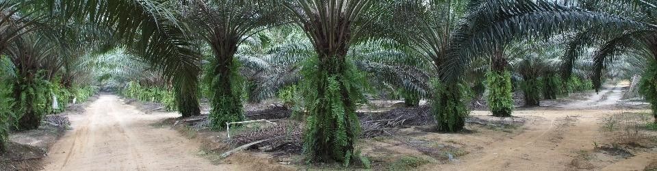 Palm oil Jobs in Malaysia, Job Vacancies - Feb 2021 ...